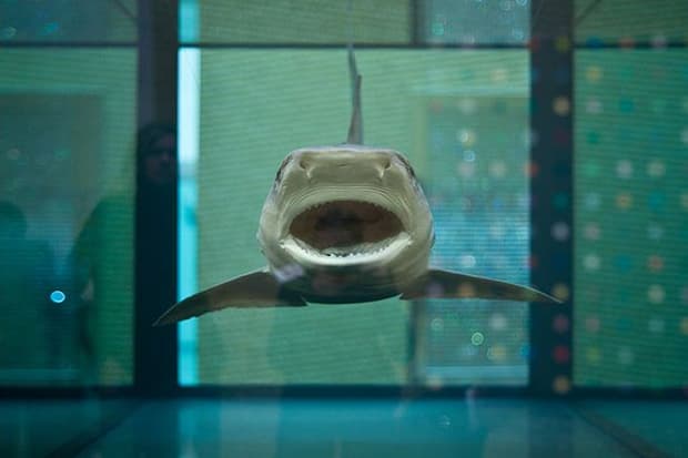 Damien Hirst Retrospective @ Tate Modern Recap