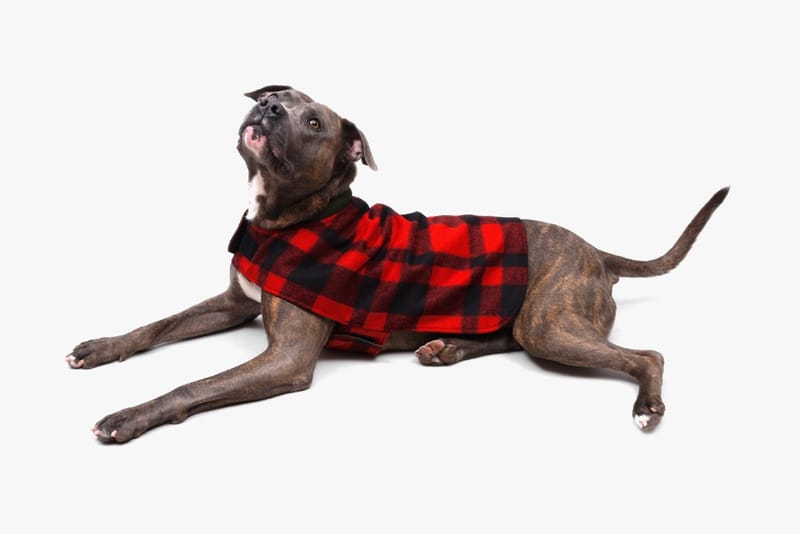 red plaid dog coat