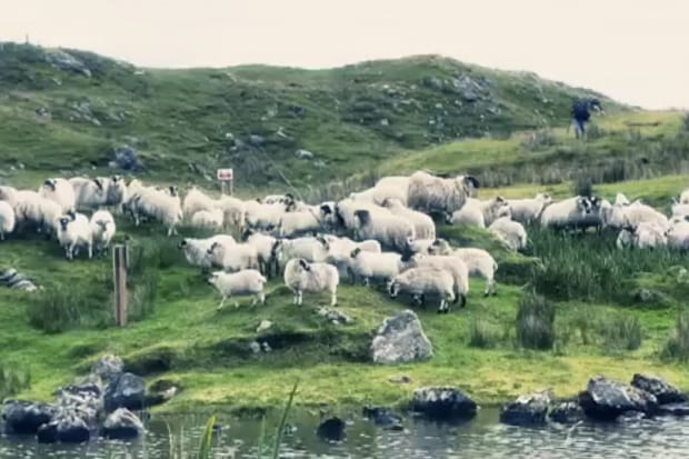 Harris Tweed: From Shearing to Stamping Video