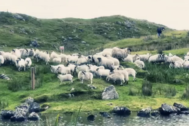 Harris Tweed: From Shearing to Stamping Video