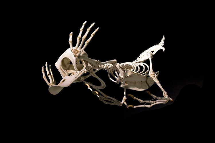 Art Focus: Hyungkoo Lee Recreates the Skeletal Structures of Cartoon Characters