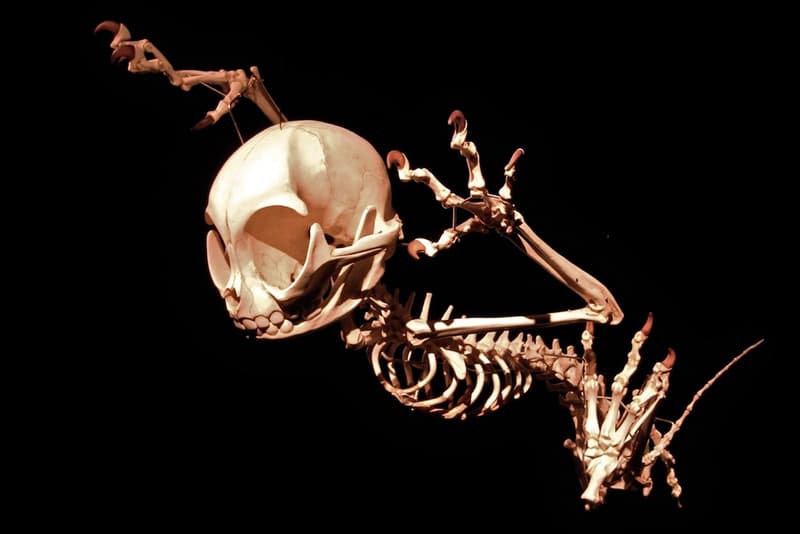 Art Focus: Hyungkoo Lee Recreates the Skeletal Structures of Cartoon Characters