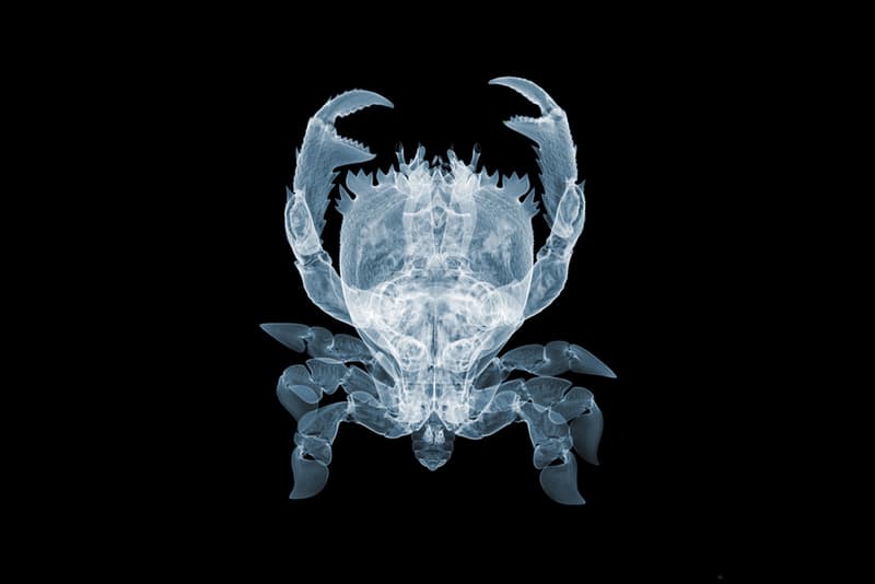 Nick Veasey "It's What's on the Inside That Counts" Exhibition @ Richard Goodall Gallery