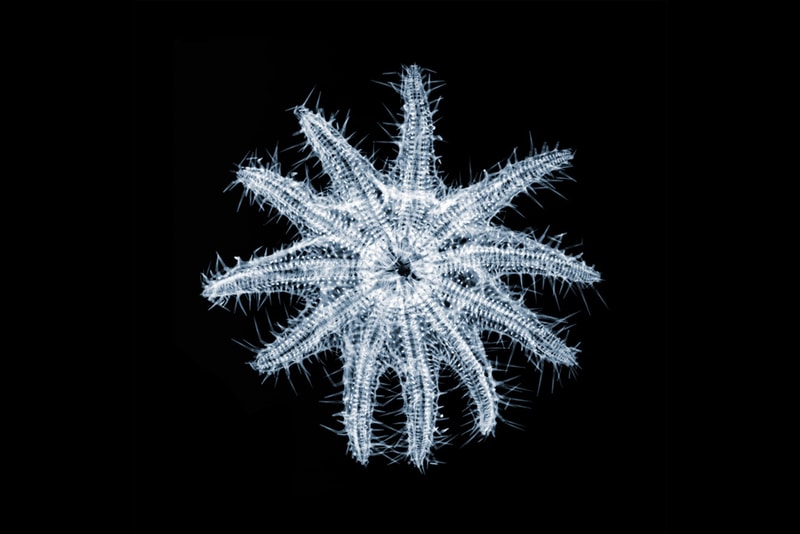 Nick Veasey "It's What's on the Inside That Counts" Exhibition @ Richard Goodall Gallery