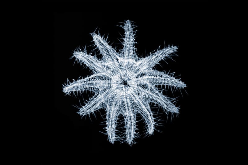 Nick Veasey "It's What's on the Inside That Counts" Exhibition @ Richard Goodall Gallery