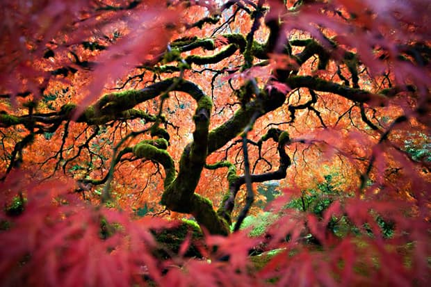 Winners of the 2012 National Geographic Photo Contest