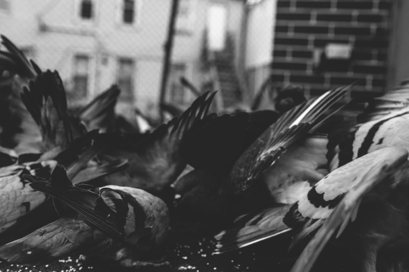 THROUGH THE LENS: trashhand