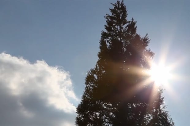 Cai Guo-Qiang Makes a 40-Foot-Tall Pine Tree Explode