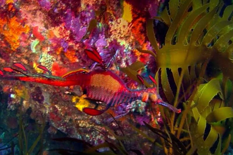 Lynette Wallworth's 'Coral, Rekindling Venus' Trailer