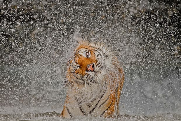National Geographic's 2012 Photos of the Year