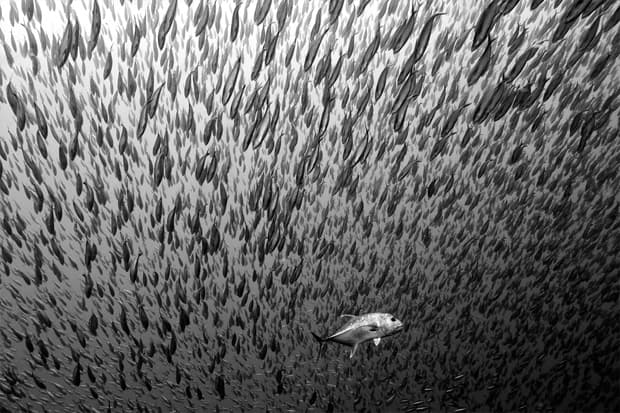 National Geographic's 2012 Photos of the Year
