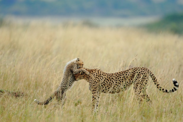 National Geographic's 2012 Photos of the Year