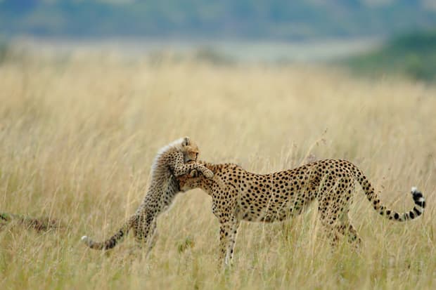 National Geographic's 2012 Photos of the Year