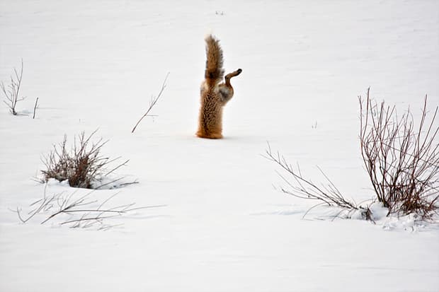 National Geographic's 2012 Photos of the Year