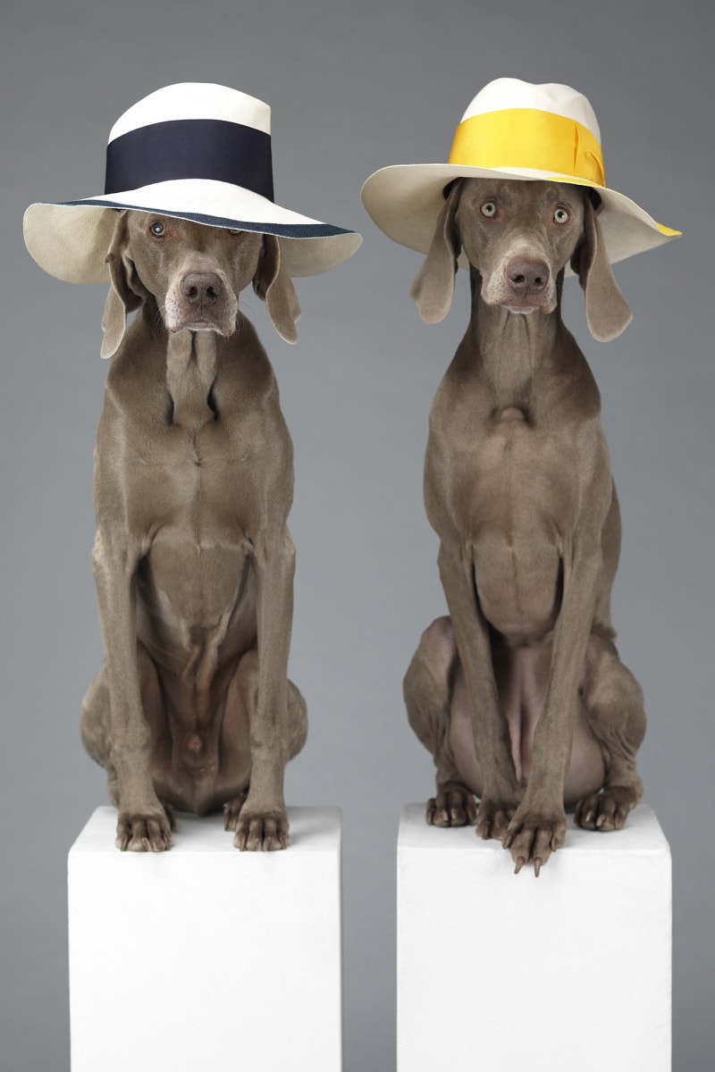 "Hat Dogs" by William Wegman for Acne Studios