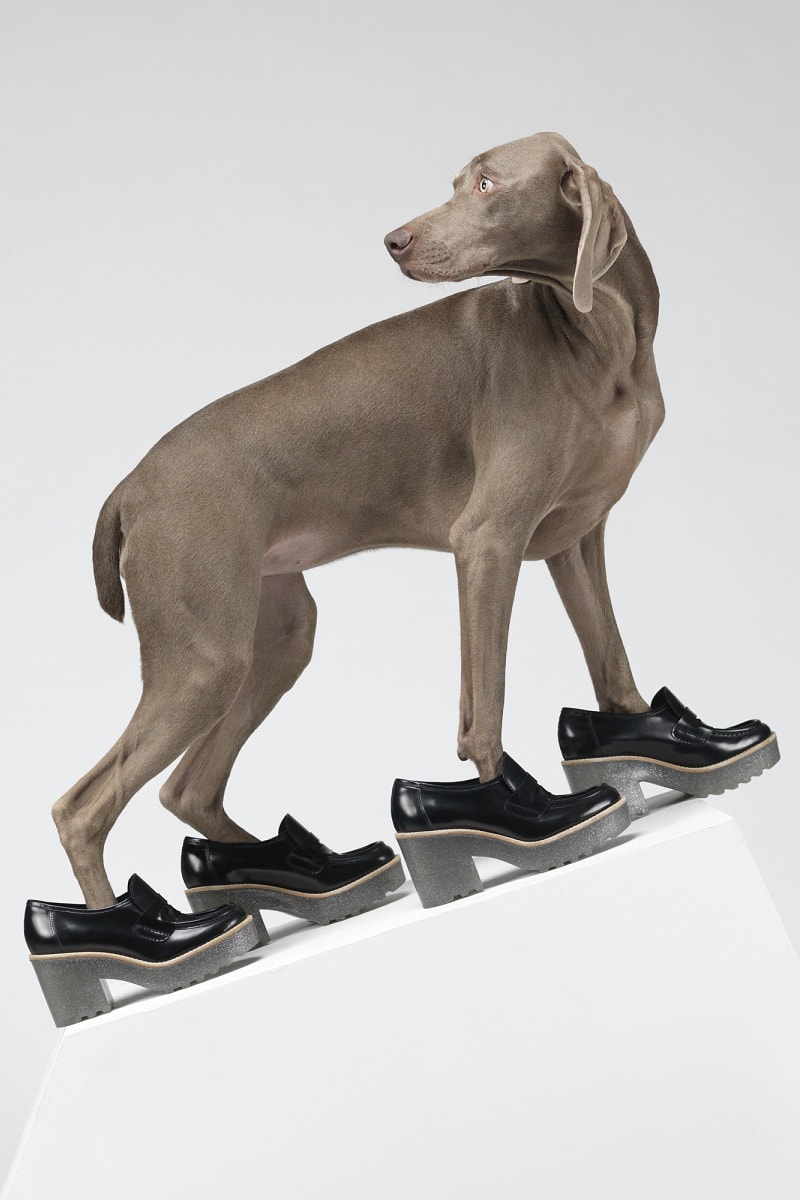 "Hat Dogs" by William Wegman for Acne Studios