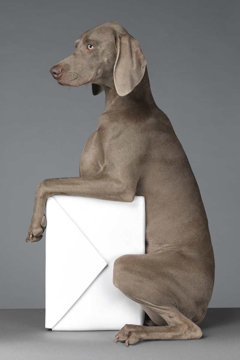 "Hat Dogs" by William Wegman for Acne Studios