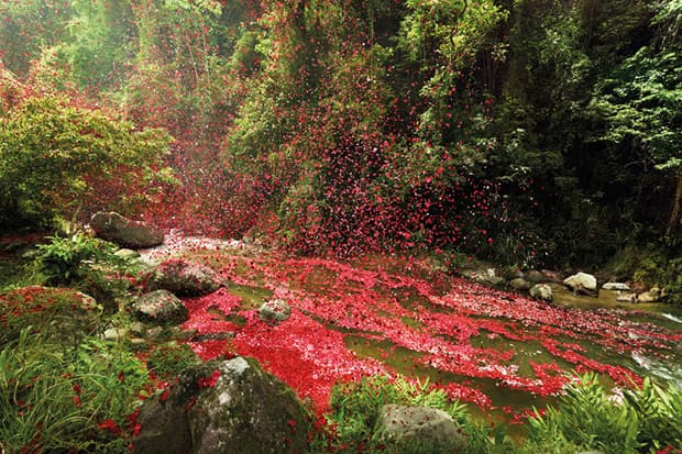 Check Out Nick Meek's Photographs of Costa Rica Covered in Flowers for Sony