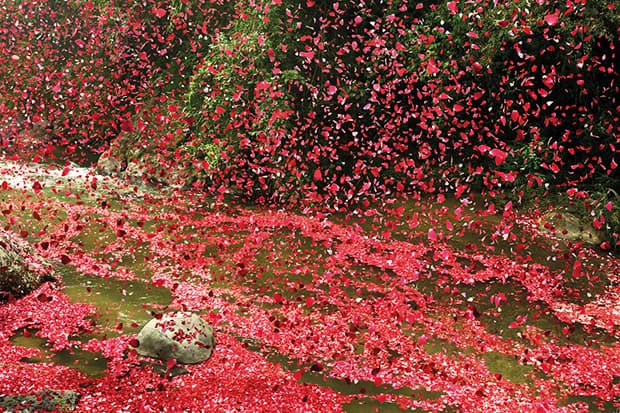 Check Out Nick Meek's Photographs of Costa Rica Covered in Flowers for Sony