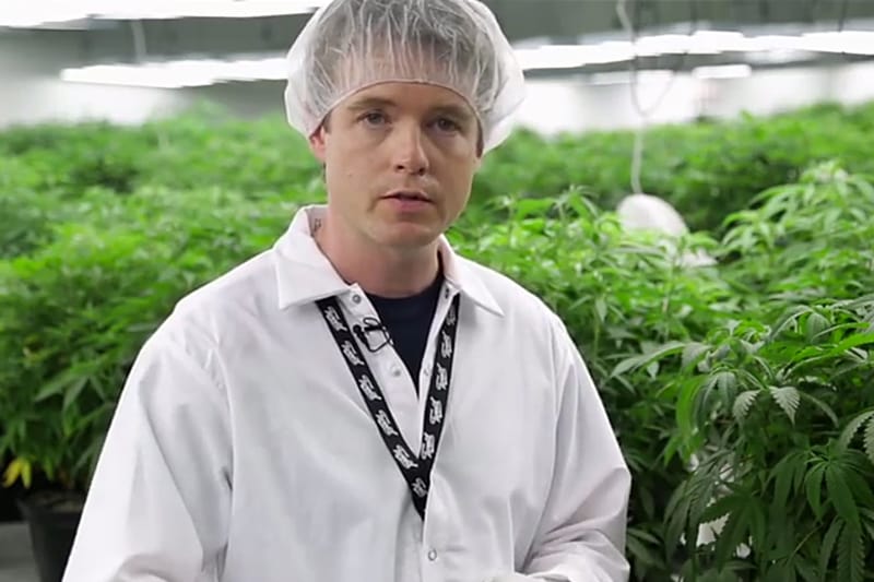 The New York Times Takes Us Inside the Tweed Cannabis Factory