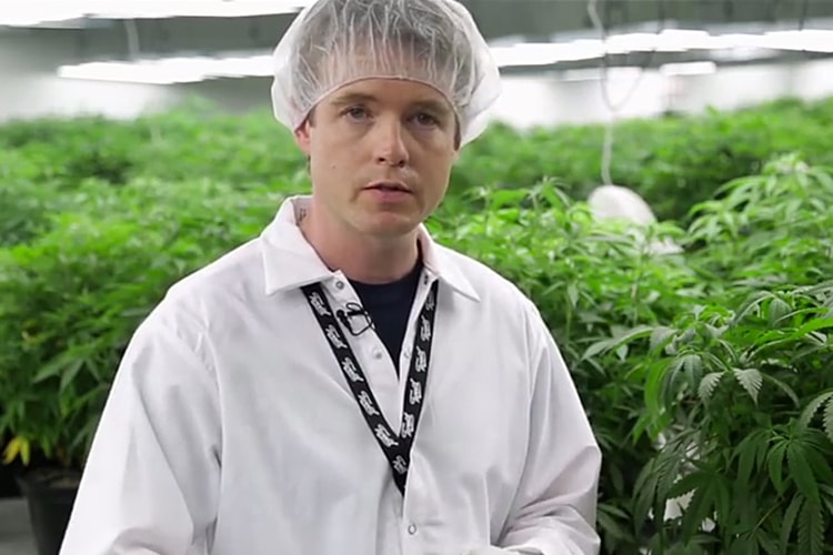 The New York Times Takes Us Inside the Tweed Cannabis Factory