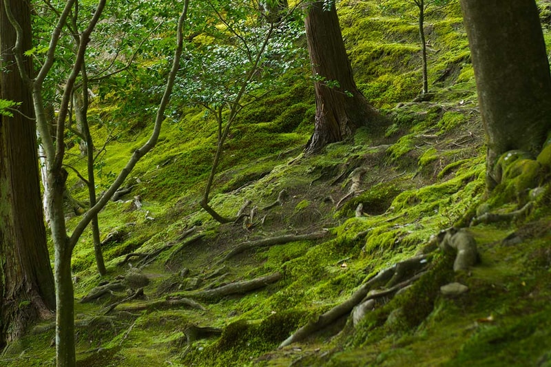 Kyoto: Discovering the Beauty in Imperfection - Wabi-Sabi