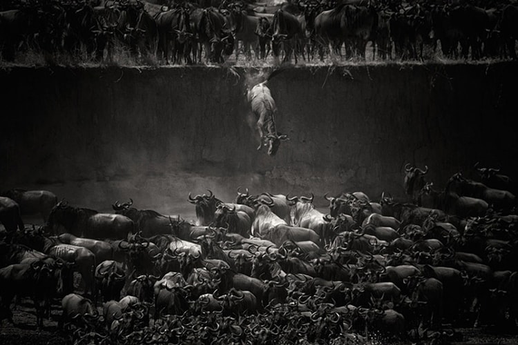 Winners of the 2014 National Geographic Photo Contest