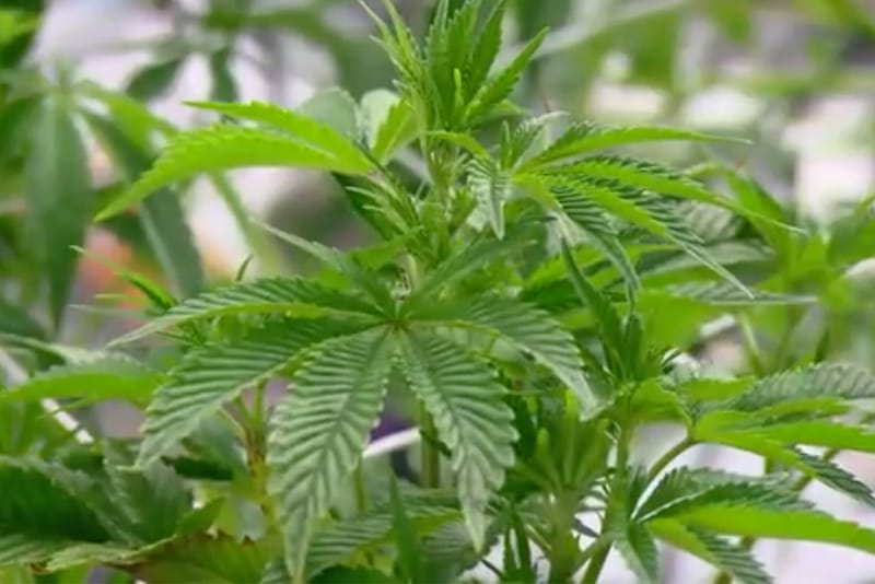 60 Minutes Examines a Year of Marijuana Legalization in Colorado