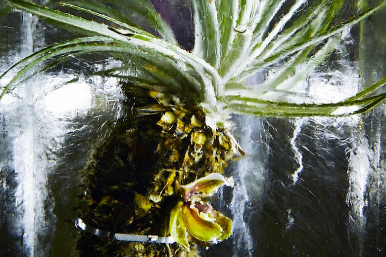 Azuma Makoto Sets Plants in Inorganic Space in "Iced Flowers"
