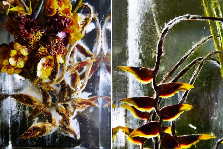 Azuma Makoto Sets Plants in Inorganic Space in "Iced Flowers"
