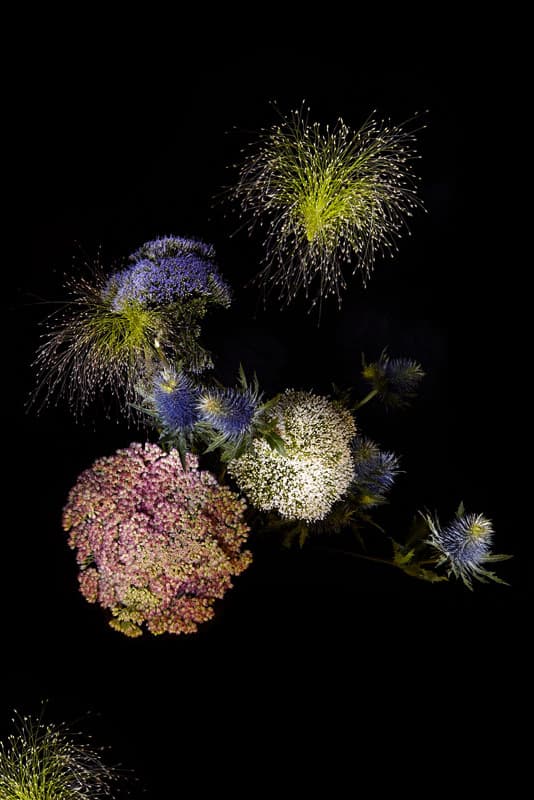 Flowerwork by Sarah Illenberger Combines Flowers & Fireworks