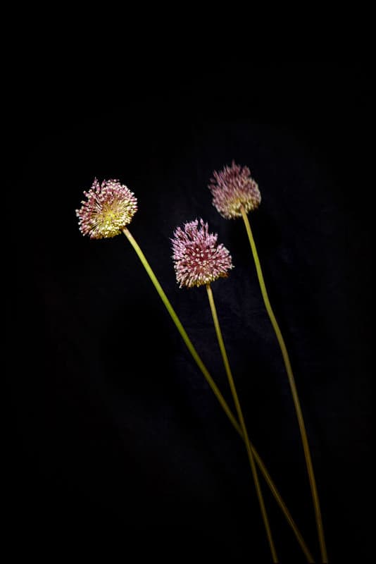 Flowerwork by Sarah Illenberger Combines Flowers & Fireworks