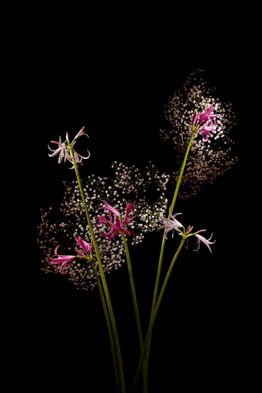 Flowerwork by Sarah Illenberger Combines Flowers & Fireworks