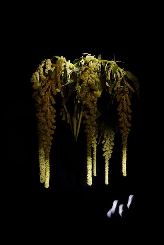 Flowerwork by Sarah Illenberger Combines Flowers & Fireworks