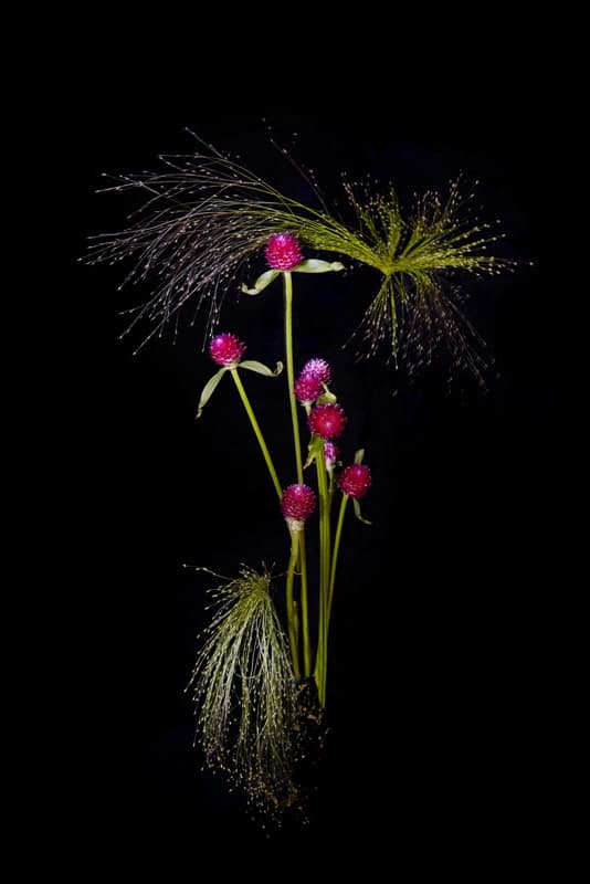 Flowerwork by Sarah Illenberger Combines Flowers & Fireworks