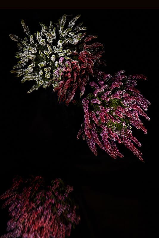 Flowerwork by Sarah Illenberger Combines Flowers & Fireworks