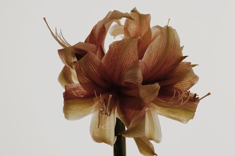 Apple Presents a Gallery of Artwork Created with Apple Products