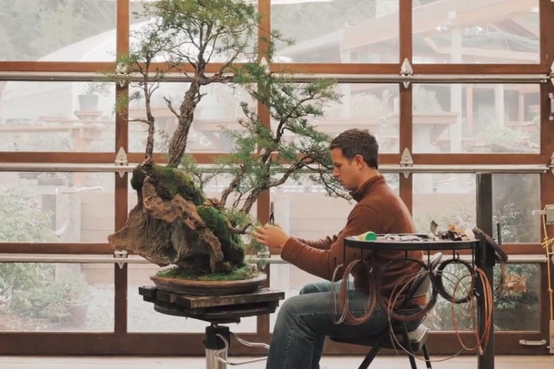 The Delicate Art of Creating Bonsai Trees