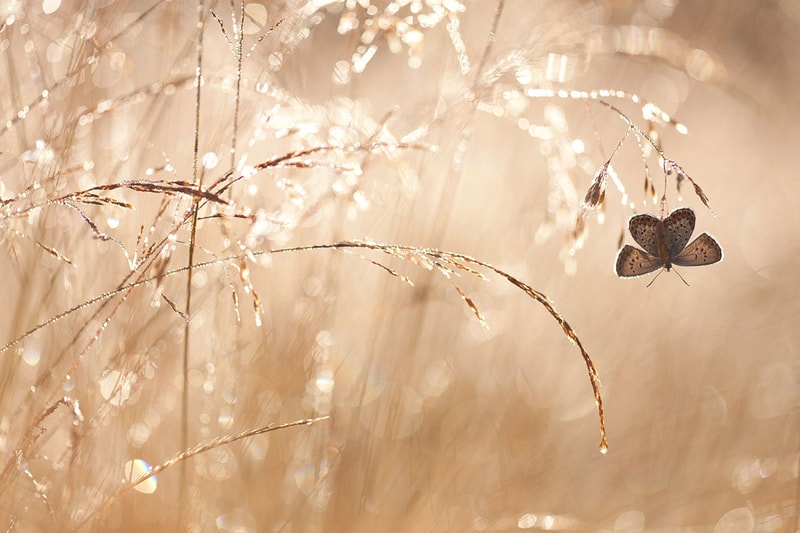 Outdoor Photographer of the Year Winners 2014