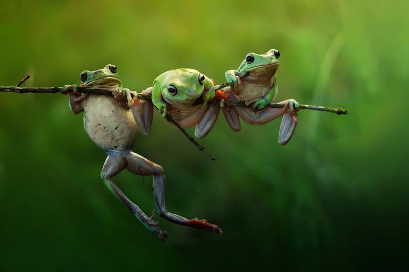 Sony World Photography Awards 2015 Shortlist