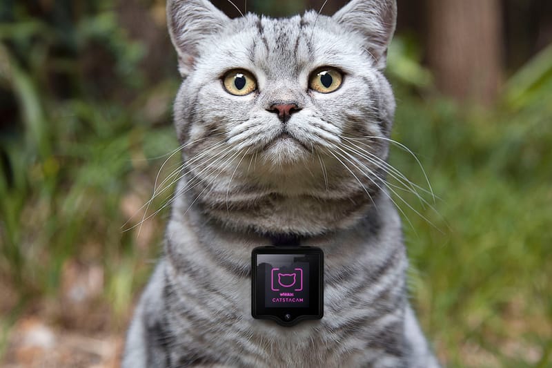 Catstacam Allows Your Cat to Take Instagram Photos