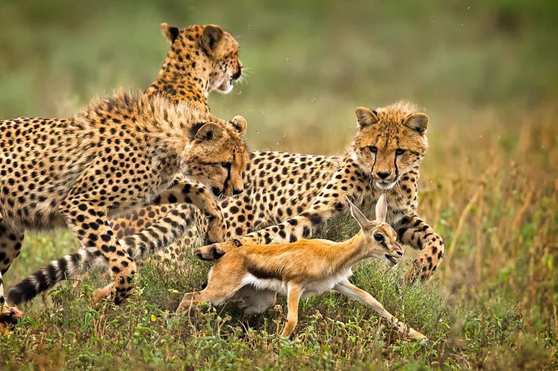 Smithsonian Photo Contest 2015 Finalists