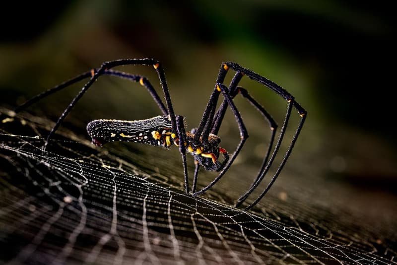 Smithsonian Photo Contest 2015 Finalists