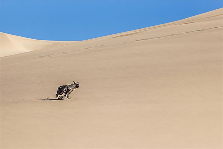 Sony World Photography Awards 2015 Winners