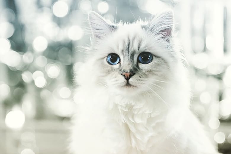 Karl Lagerfeld's Cat Made $4.25 Million USD Last Year