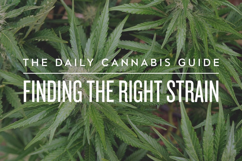 The Daily Cannabis Guide: Finding the Right Strain