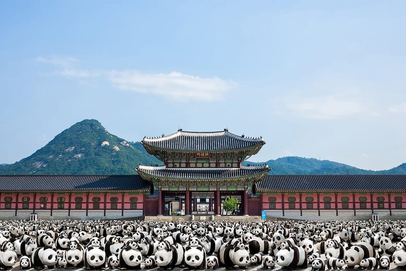 '1600 Pandas+' Makes Its Debut in South Korea