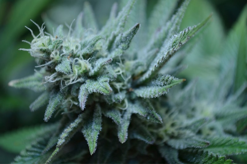 The Sophisticated Shift in Cannabis Culture: Exploring the World of the Conscious Consumer & Highbrow Products