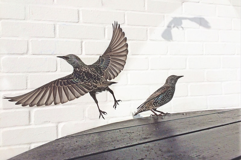 2015 iPhone Photography Awards