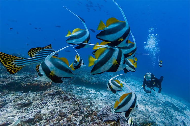 Google Street View Now Takes You Underwater